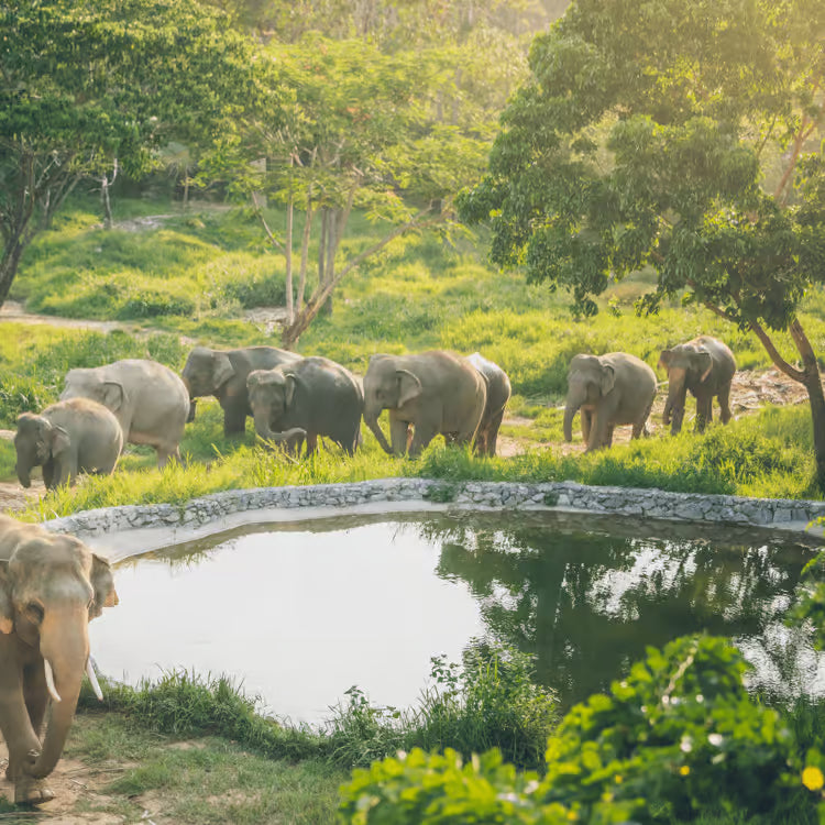 Samui Elephant Kingdom, Na Mueang