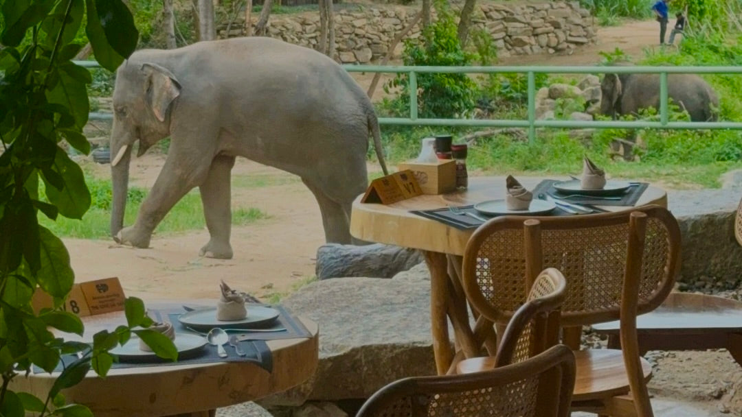 Elephant at cafe in Bo Phut, Koh Samui