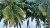 Palm trees on Maenam Beach