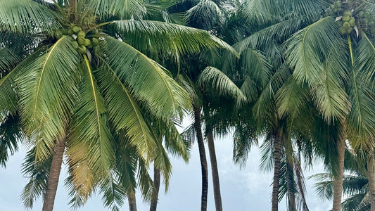 Palm trees on Maenam Beach